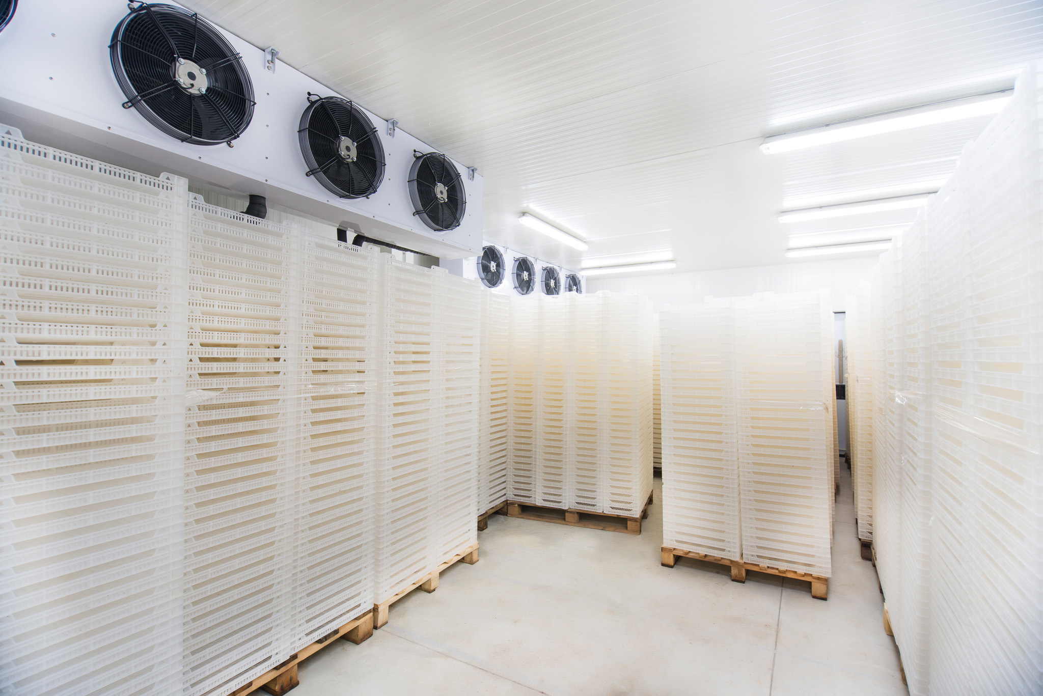 Inside of Big Industrial Refrigerator Storage at -30 Celcius